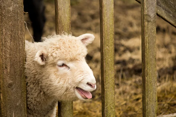 白い若い羊羊 — ストック写真