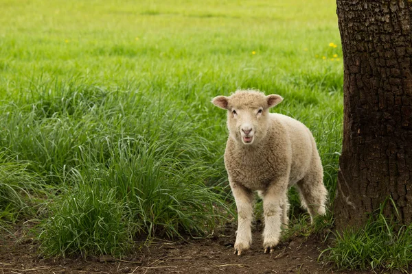 Bílý mladých ovcí jehňat — Stock fotografie