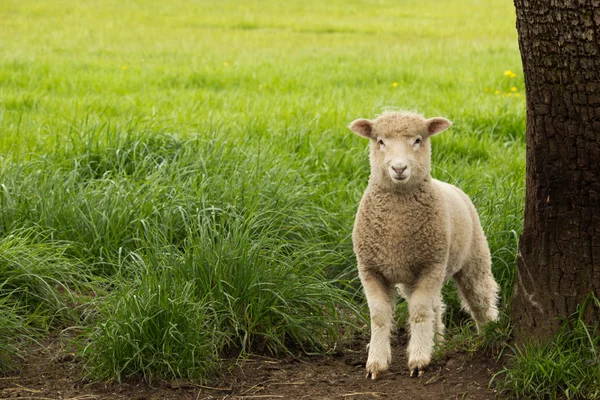 Bílý mladých ovcí jehňat — Stock fotografie