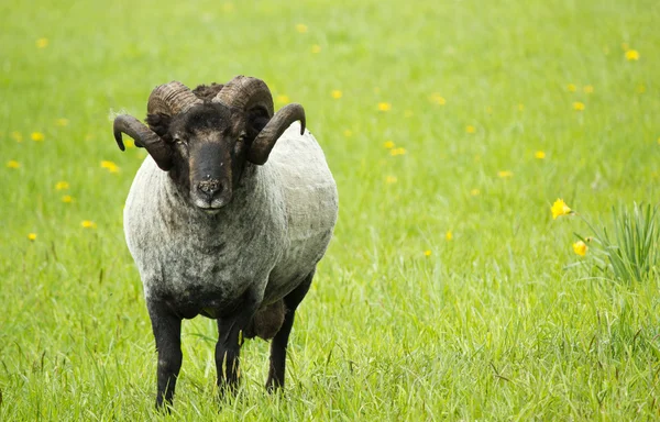 Black Ram in meadow — Stock Photo, Image