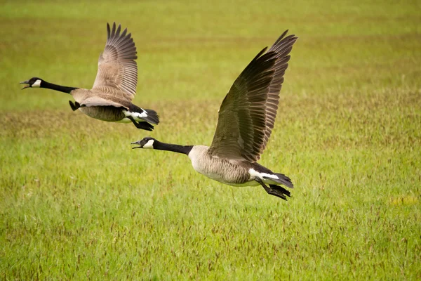 Два Канади гусей, що летіли Ліцензійні Стокові Зображення