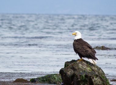 Bald Eagle perched on rock clipart