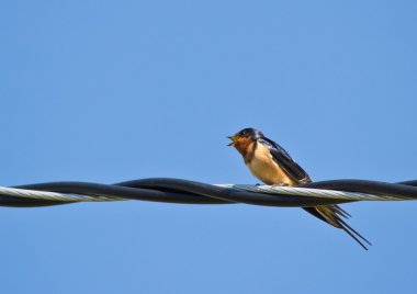 Swallow çelik tel üzerinde tünemiş