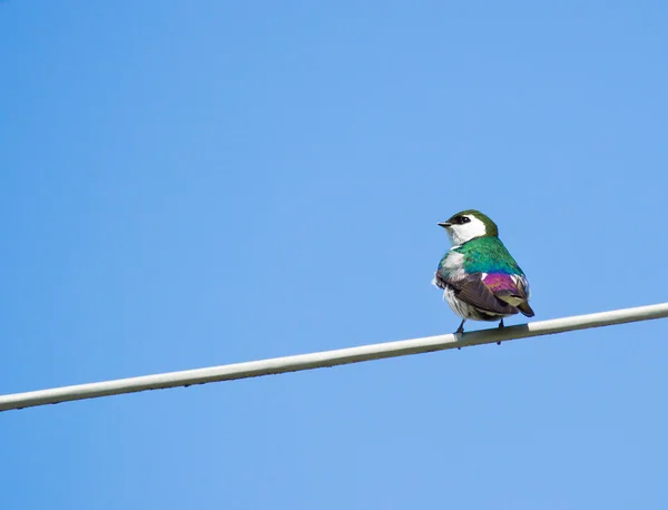 Swallow perched on steel wire — Stock Photo, Image