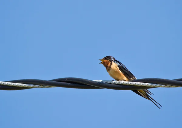 Swallow perched on steel wire — Stock fotografie