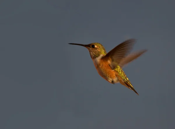 Hummingbird in flight — ストック写真