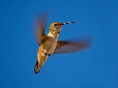 Hummingbird in flight clipart