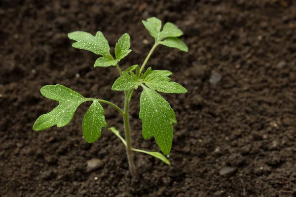 Planta de tomate verde — Foto de Stock