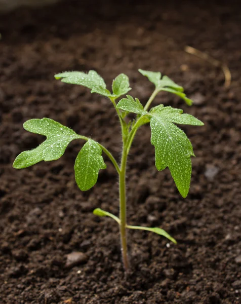 Planta de tomate verde — Foto de Stock