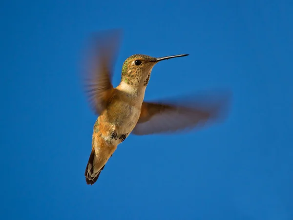 Sinek kuşu uçuş — Stok fotoğraf