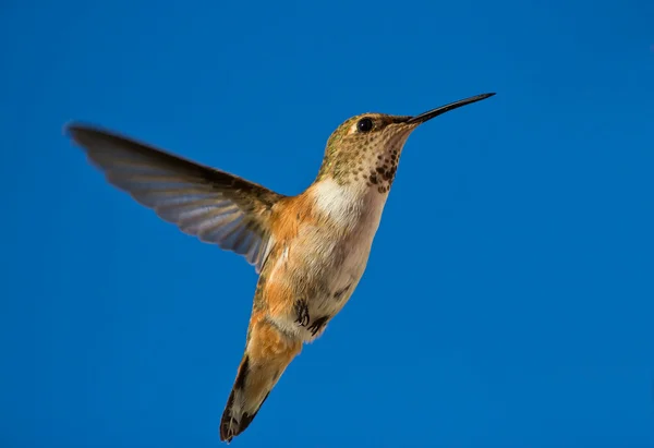 Hummingbird in flight — Stock Photo, Image