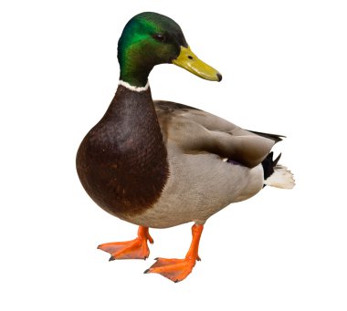Mallard Duck on white background clipart