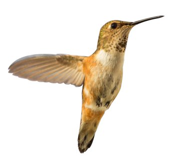 Hummingbird in flight isolated clipart