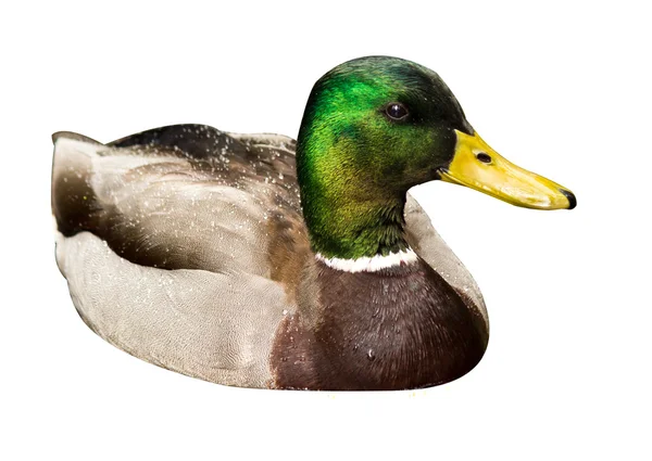 Beyaz arka plan üzerinde yeşilbaş ördek — Stok fotoğraf