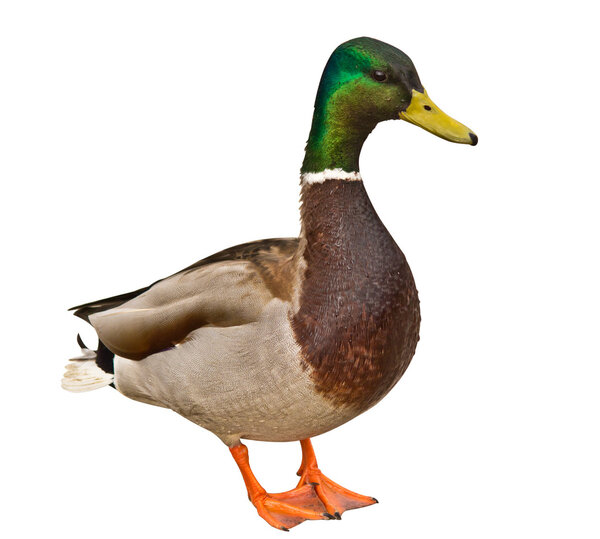 Mallard Duck Isolated