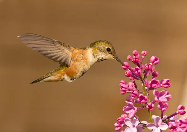 Koliber pije nektar z kwiatów — Zdjęcie stockowe
