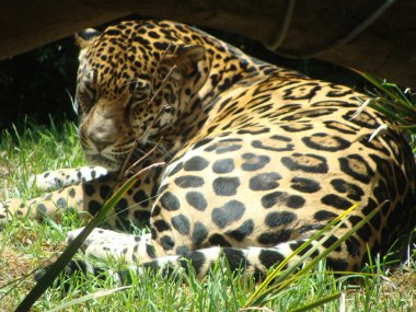 uykulu jaguar