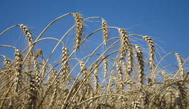 Corn and sky for harvest clipart