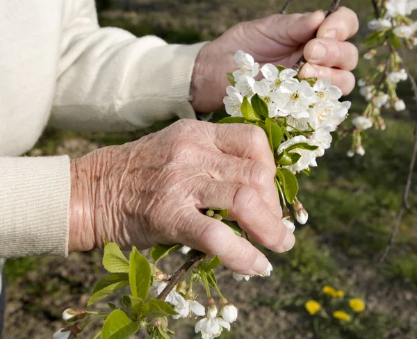 Hände einer alten Frau und Kirschbaumblüten - Frühling — Stockfoto