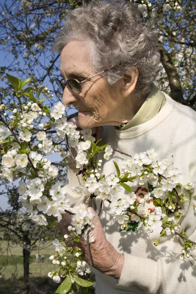 Grand-mère et fleurs de cerisier — Photo
