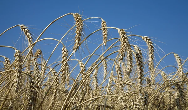 Maïs en hemel voor oogst — Stockfoto