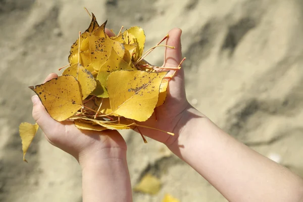 Manos de niña y hojas de otoño —  Fotos de Stock