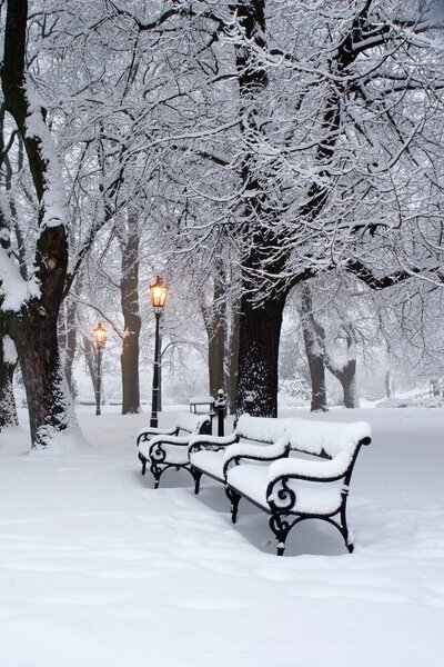 Morning in winter park - bratislava