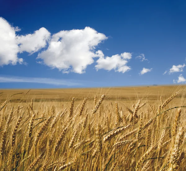 Grain in the summer - acre — Stock Photo, Image