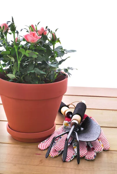 Tuin apparatuur met bloem — Stockfoto