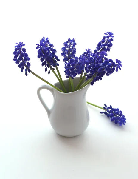 Eerste blue springs bloemen "muscari" — Stockfoto