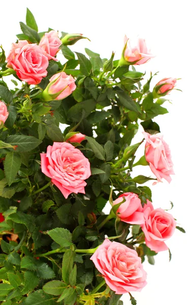 Ramo de rosas rosadas —  Fotos de Stock