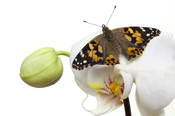 Papillon Dame Peint aux ailes ouvertes Images De Stock Libres De Droits