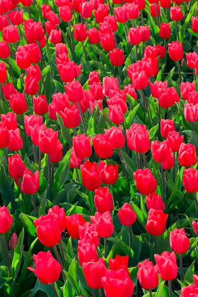 Gebied van rode tulpen. — Stockfoto