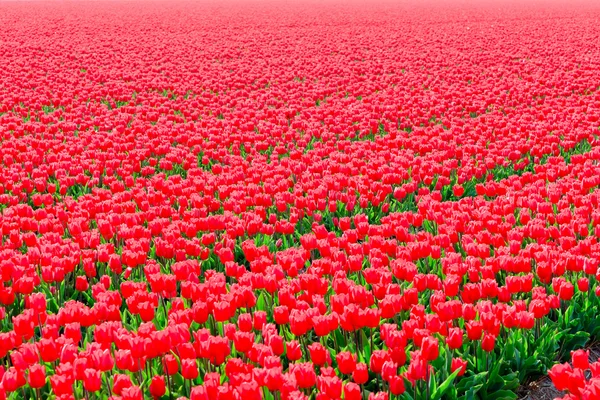 Campo de tulipanes rojos. — Foto de Stock
