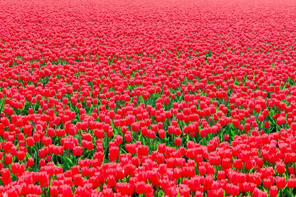 Gebied van rode tulpen. — Stockfoto