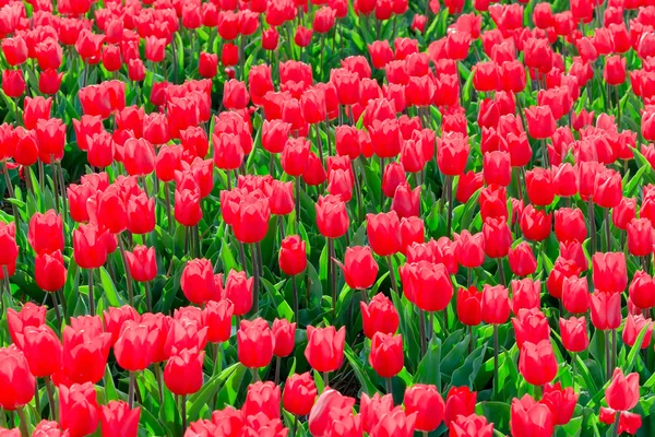 Piros tulipán mező. — Stock Fotó