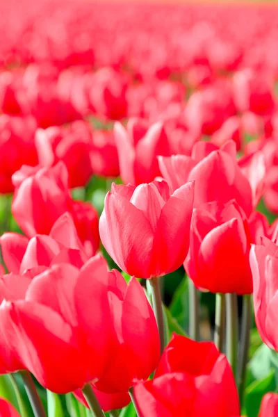 Field of red tulips. — Stock Photo, Image