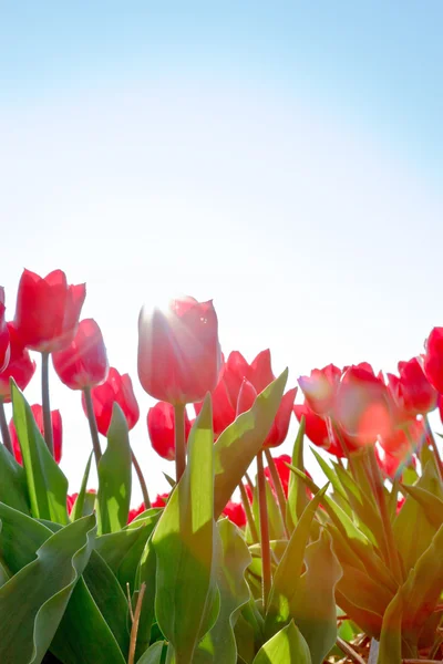 Field of red tulips with blue sky. — Stock Photo, Image