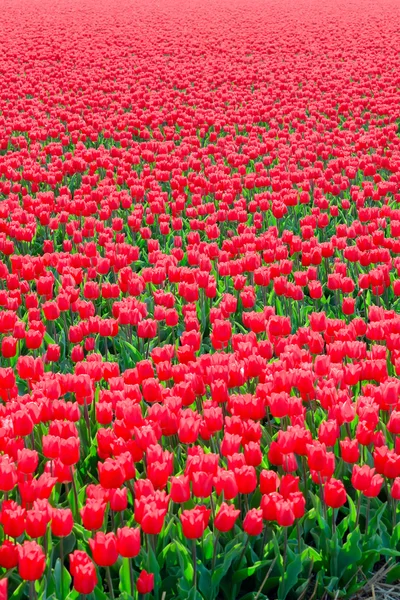 Campo de tulipas vermelhas. — Fotografia de Stock