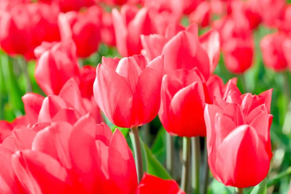 Feld der roten Tulpen. — Stockfoto