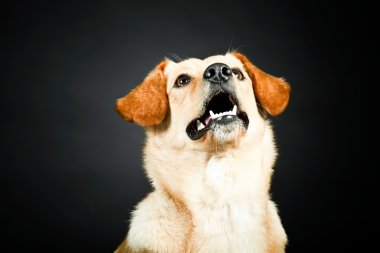 Sarı labrador köpek