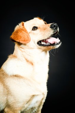 Sarı labrador köpek