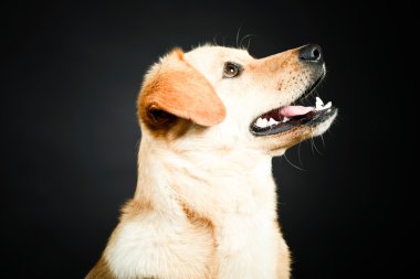 Sarı labrador köpek