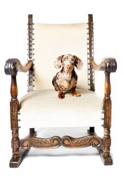 Little dachshund brown spotted. clipart