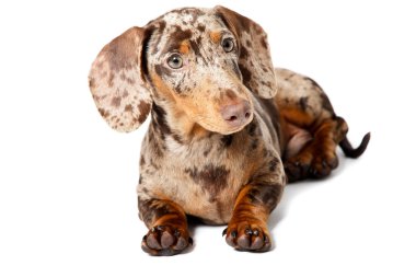 küçük dachshund kahverengi benekli.