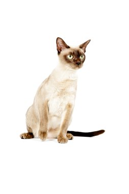 Birmanya Kedisi.