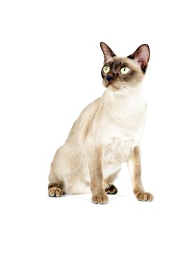 Birmanya Kedisi.