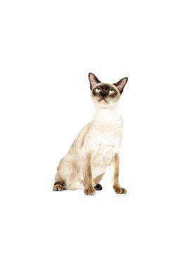 Birmanya Kedisi.