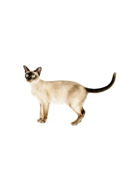 Birmanya Kedisi.