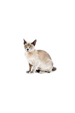 Birmanya Kedisi.